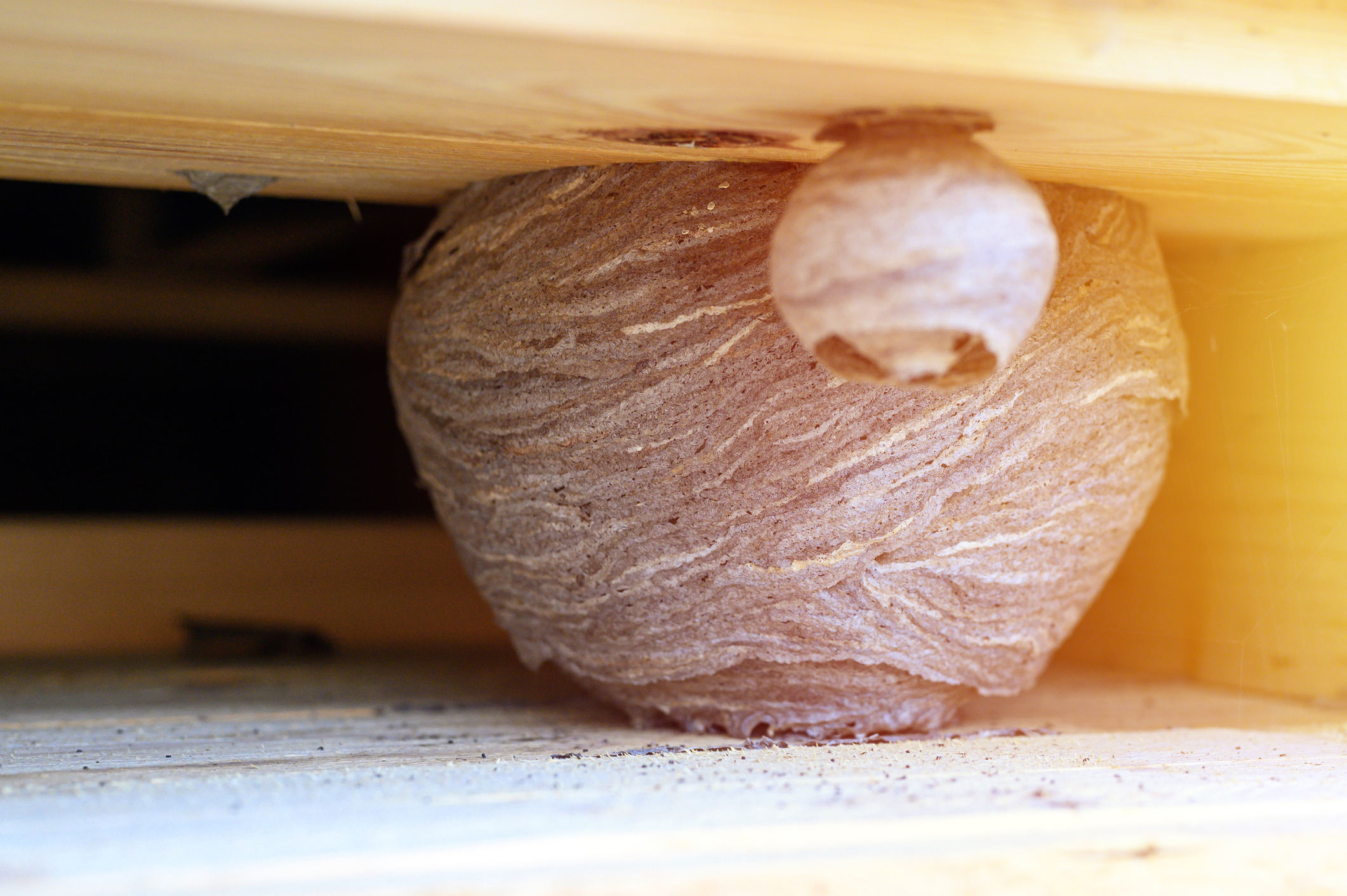 If you have a wasp nest, call ATACORAT.CO.UK to find a good pest control specialist to eliminate wasp nests