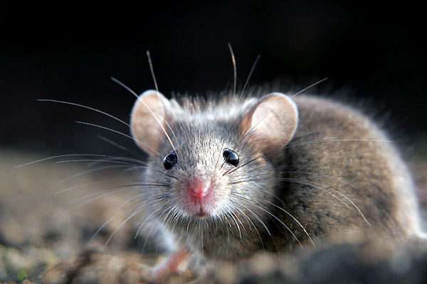 If you have a rodent infestation problem, call ATACORAT.CO.UK to find a good Pest Controler. Rodents Pests Control