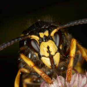 If you have a hornet infestation problem, call ATACORAT.CO.UK to find a good Pest Controler to eradicate hornets.