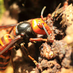 If you have a asian hornet infestation problem, call ATACORAT.CO.UK to find a good Pest Controler.