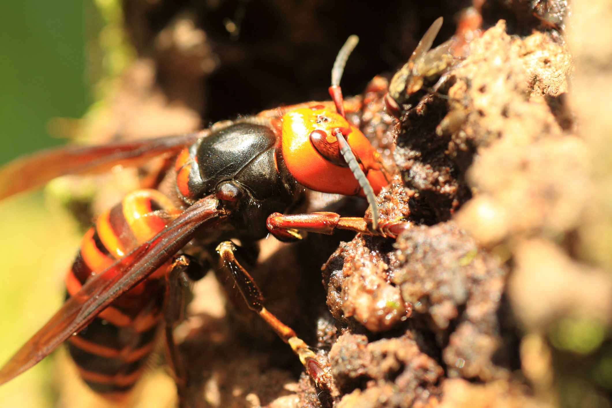 If you have a asian hornet infestation problem, call ATACORAT.CO.UK to find a good Pest Controler.