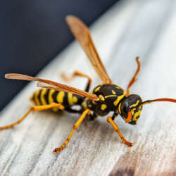 If you have a wasp nest, call ATACORAT.CO.UK to find a good Pest Controler to eradicate your wasp nest.