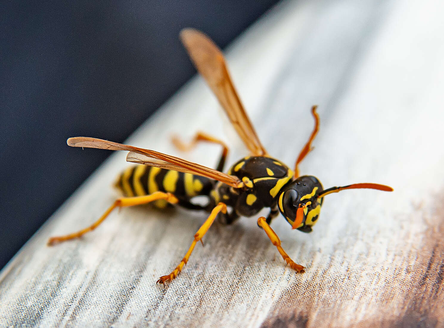 If you have a wasp nest, call ATACORAT.CO.UK to find a good Pest Controler to eradicate your wasp nest.