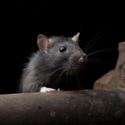 If you have a rodent infestation problem, call ATACORAT.CO.UK to find a good Pest Controler.