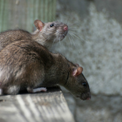 If you have a rodent infestation problem, call ATACORAT.CO.UK to find a good Pest Controler.