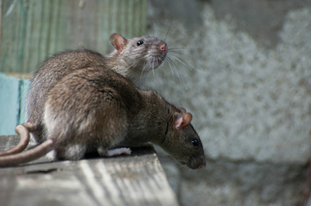 If you have a rodent infestation problem, call ATACORAT.CO.UK to find a good Pest Controler.