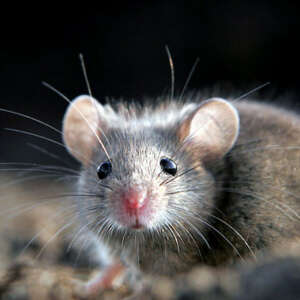 If you have a rodent infestation problem, call ATACORAT.CO.UK to find a good Pest Controler.