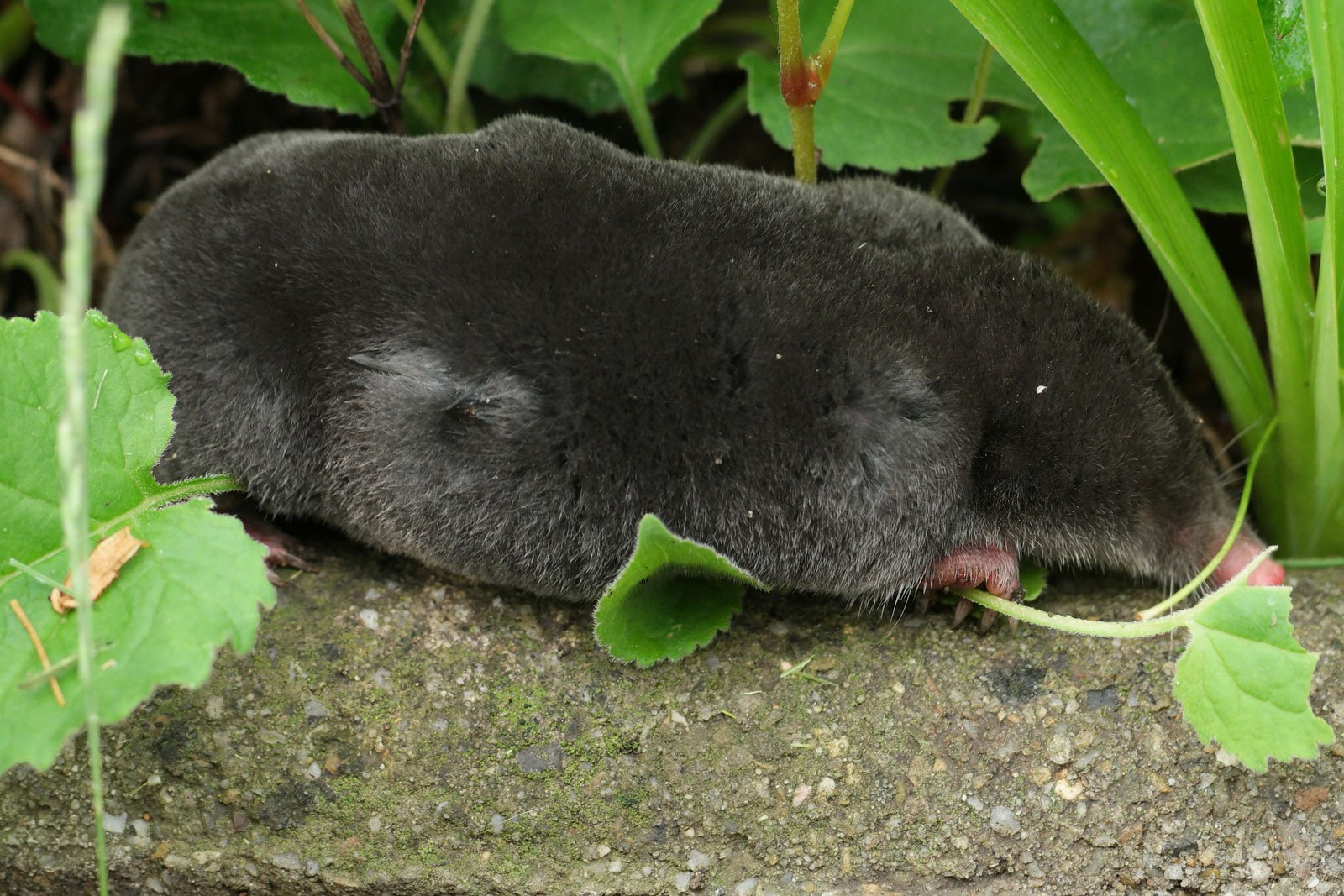 European mole - Find british mole catchers near me